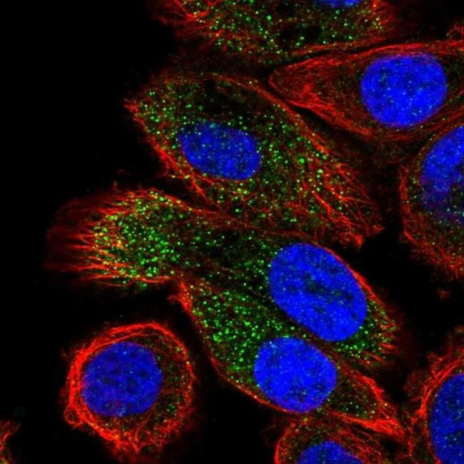 ABHD14A Antibody in Immunocytochemistry (ICC/IF)