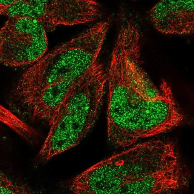 LINS Antibody in Immunocytochemistry (ICC/IF)