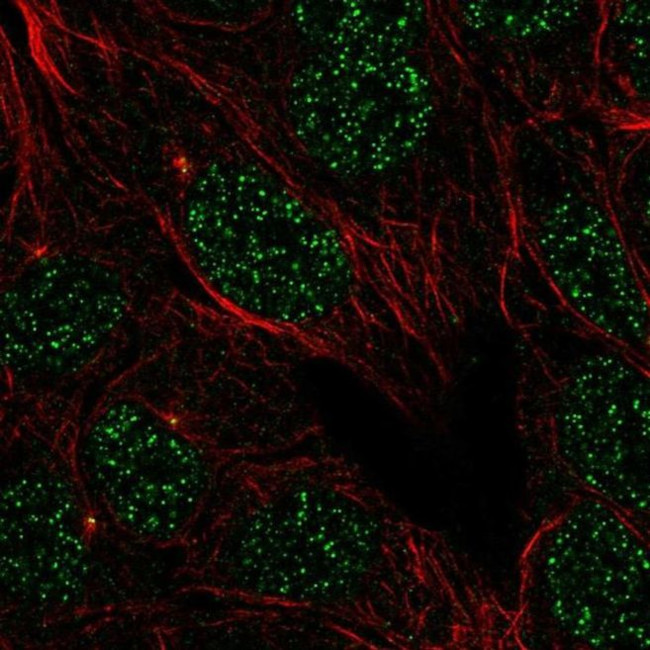 IFLTD1 Antibody in Immunocytochemistry (ICC/IF)