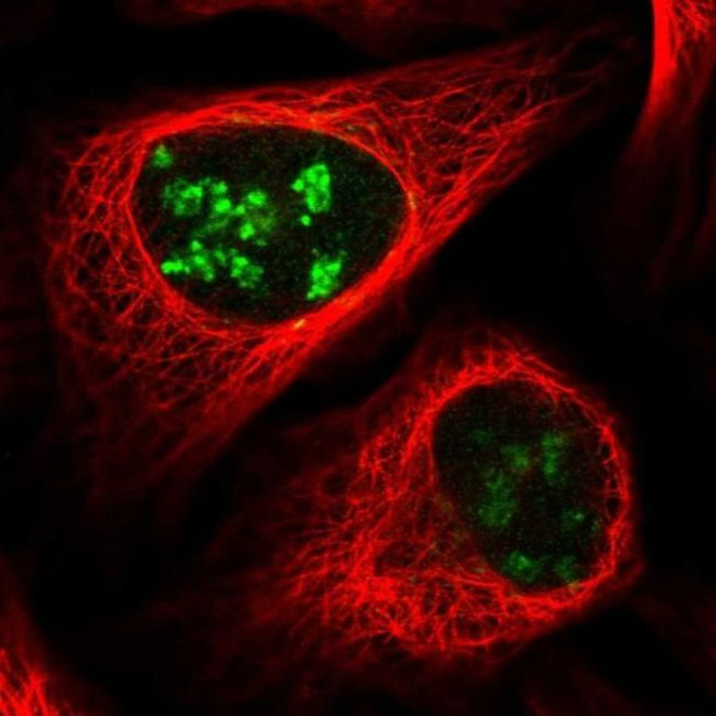 PWP1 Antibody in Immunocytochemistry (ICC/IF)