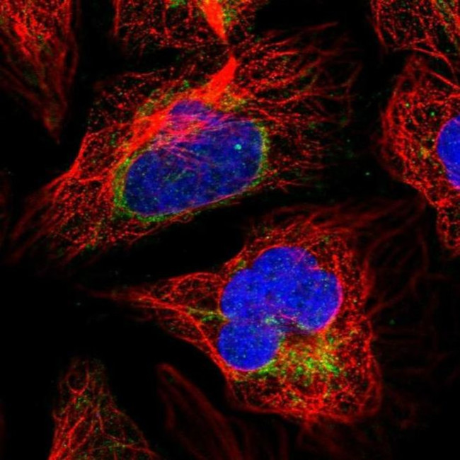 SUCLA2 Antibody in Immunocytochemistry (ICC/IF)