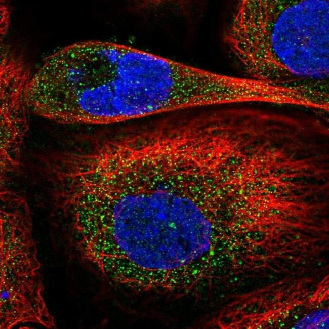 DIXDC1 Antibody in Immunocytochemistry (ICC/IF)