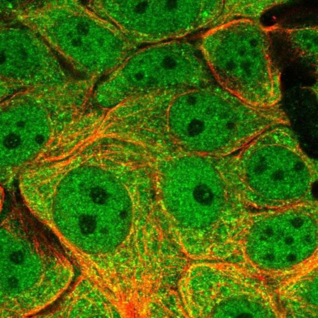 DYNLL1 Antibody in Immunocytochemistry (ICC/IF)