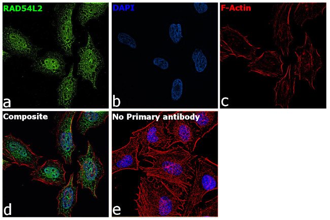 RAD54L2 Antibody in Immunocytochemistry (ICC/IF)