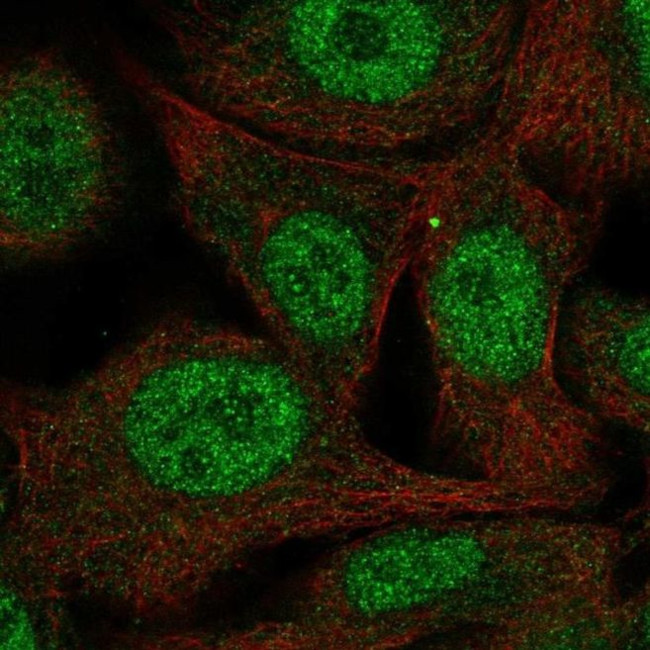 PAAF1 Antibody in Immunocytochemistry (ICC/IF)