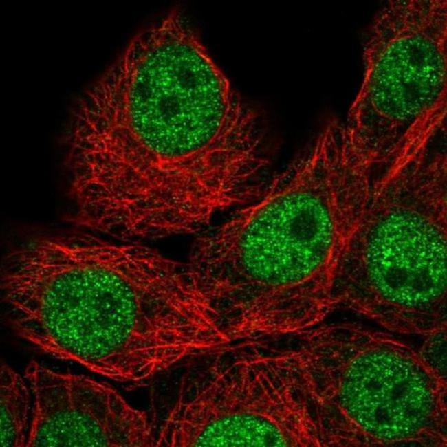 IAH1 Antibody in Immunocytochemistry (ICC/IF)