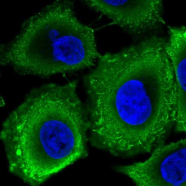 RPGRIP1L Antibody in Immunocytochemistry (ICC/IF)