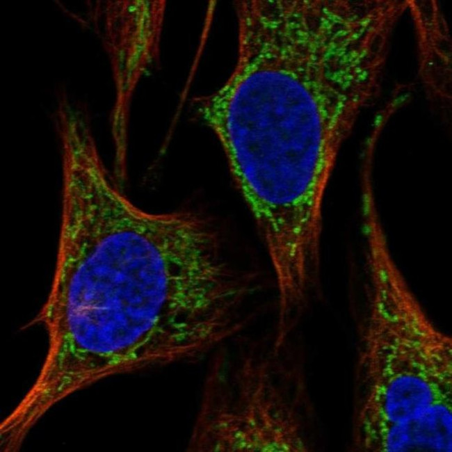 HAUS3 Antibody in Immunocytochemistry (ICC/IF)