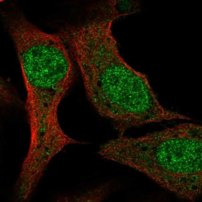 PCF11 Antibody in Immunocytochemistry (ICC/IF)