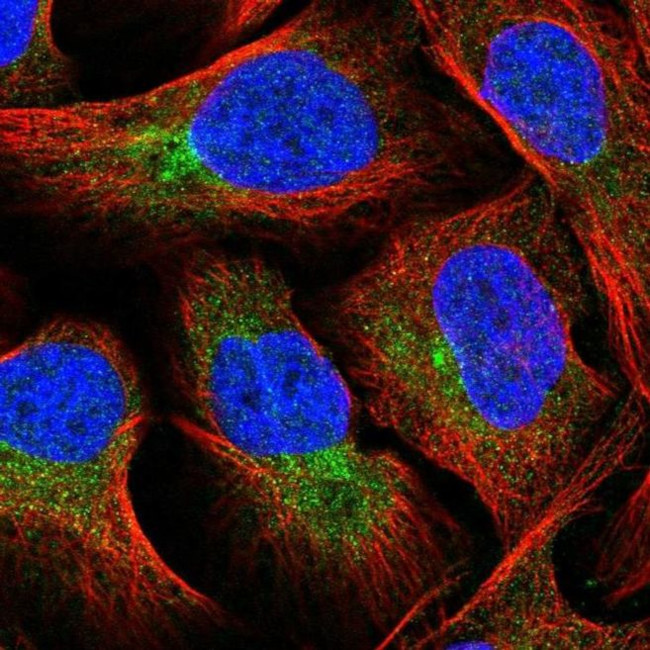 FUT8 Antibody in Immunocytochemistry (ICC/IF)