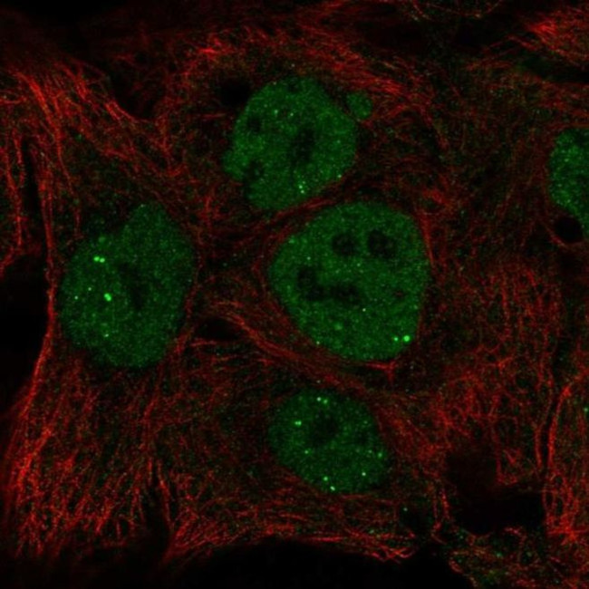 INO80 Antibody in Immunocytochemistry (ICC/IF)