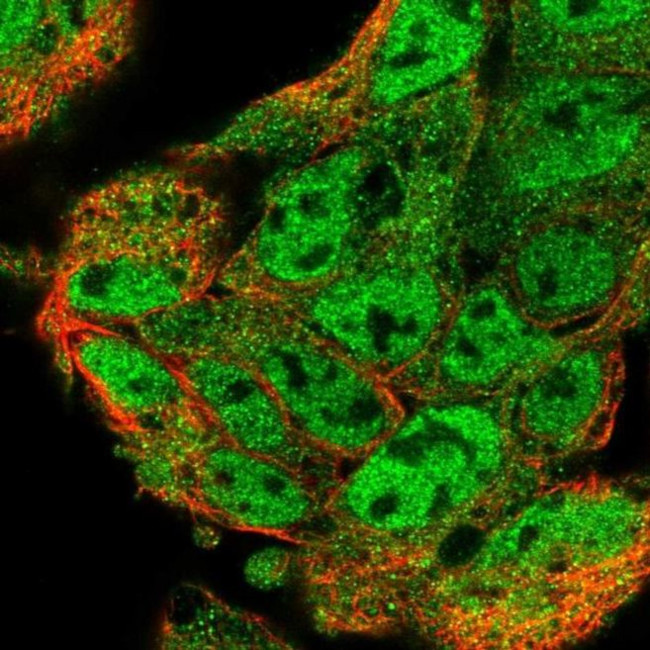 UBL7 Antibody in Immunocytochemistry (ICC/IF)