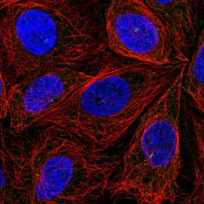 ITPRIPL2 Antibody in Immunocytochemistry (ICC/IF)