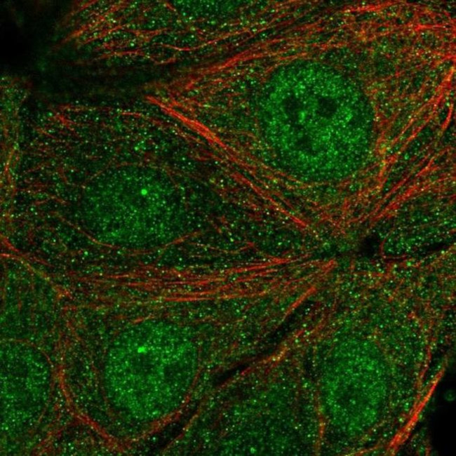 SYT17 Antibody in Immunocytochemistry (ICC/IF)