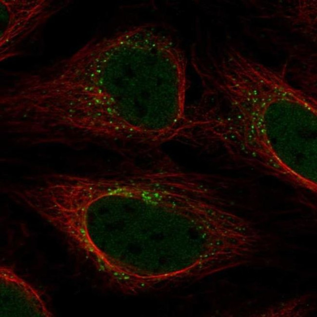 YIPF5 Antibody in Immunocytochemistry (ICC/IF)