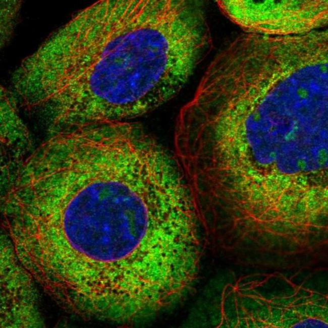 LAR4B Antibody in Immunocytochemistry (ICC/IF)