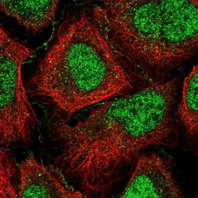 GPCPD1 Antibody in Immunocytochemistry (ICC/IF)