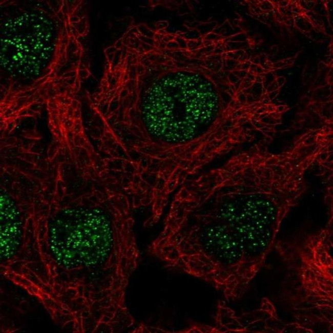 C17orf50 Antibody in Immunocytochemistry (ICC/IF)