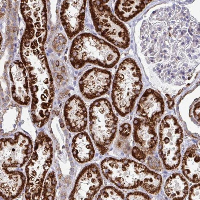 FAHD1 Antibody in Immunohistochemistry (IHC)