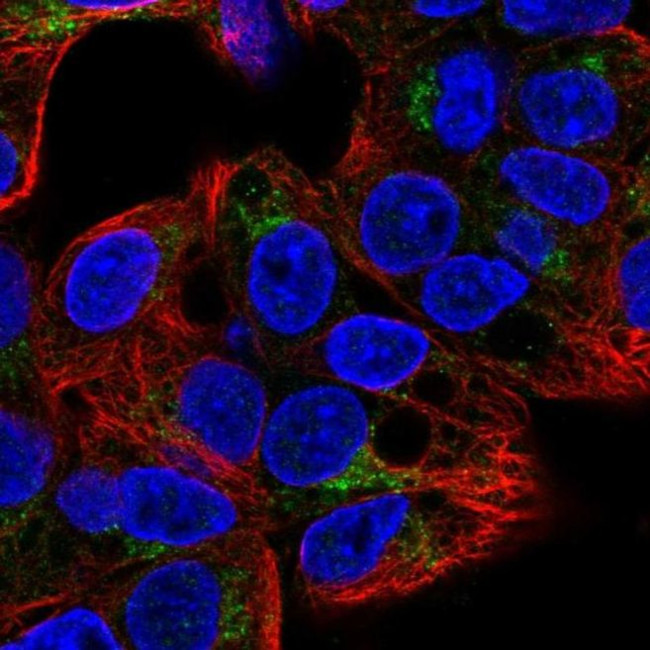 GGA2 Antibody in Immunocytochemistry (ICC/IF)