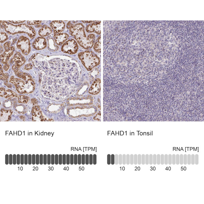 FAHD1 Antibody