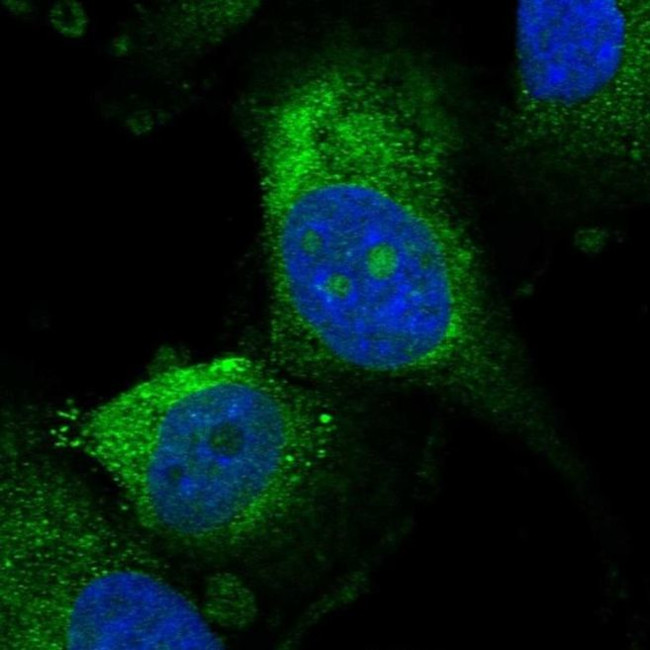 UTP15 Antibody in Immunocytochemistry (ICC/IF)