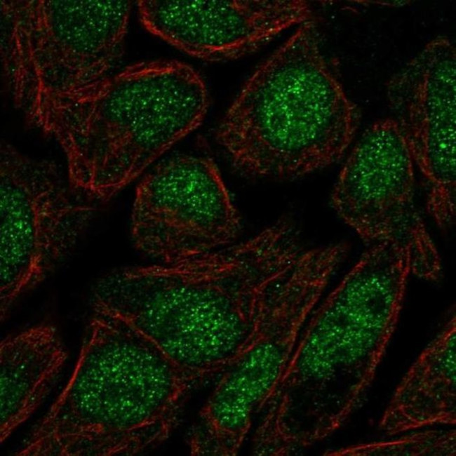 ZFP1 Antibody in Immunocytochemistry (ICC/IF)