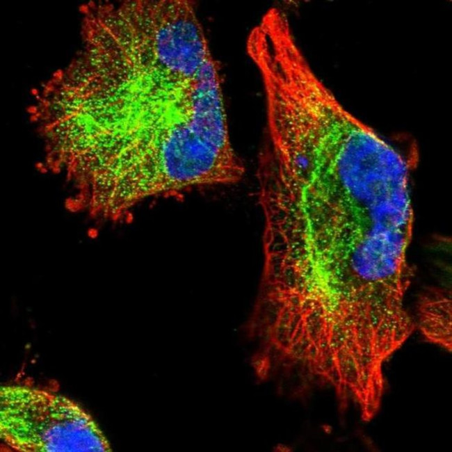 C11orf95 Antibody in Immunocytochemistry (ICC/IF)