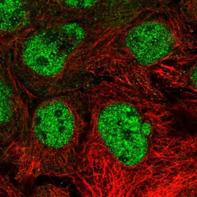 GCNF Antibody in Immunocytochemistry (ICC/IF)