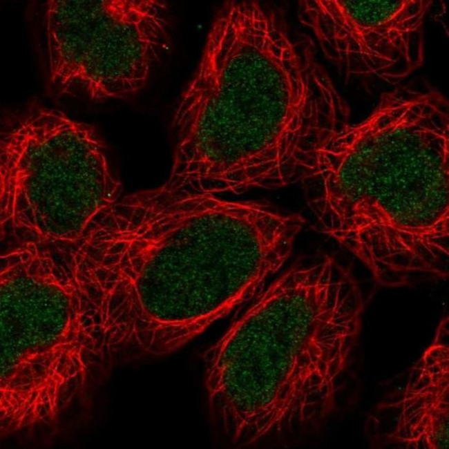 ALKBH2 Antibody in Immunocytochemistry (ICC/IF)