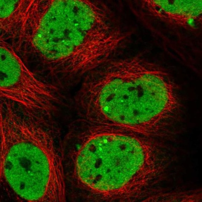 SCAF11 Antibody in Immunocytochemistry (ICC/IF)