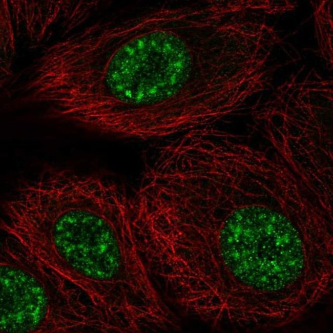 DAZAP2 Antibody in Immunocytochemistry (ICC/IF)