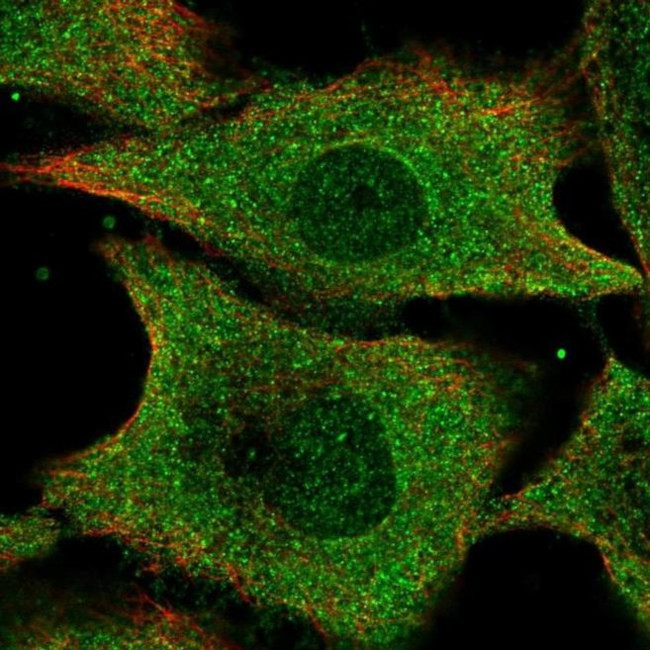 IFI35 Antibody in Immunocytochemistry (ICC/IF)