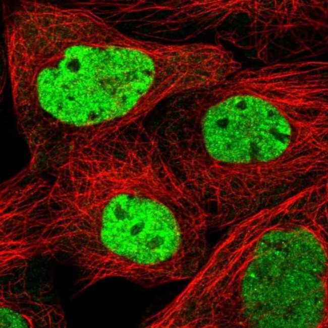 SCAF11 Antibody in Immunocytochemistry (ICC/IF)