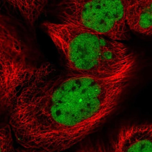 RDBP Antibody in Immunocytochemistry (ICC/IF)