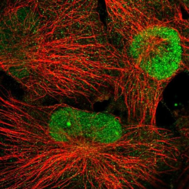 WDR33 Antibody in Immunocytochemistry (ICC/IF)