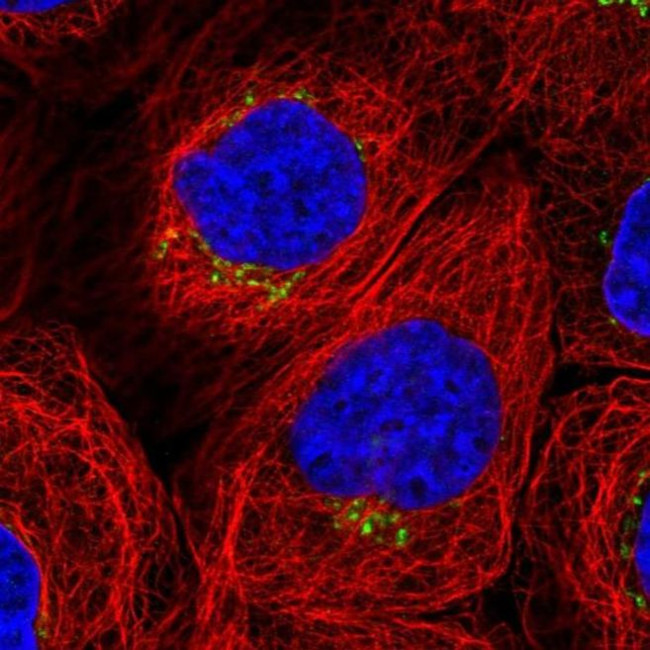 WDR44 Antibody in Immunocytochemistry (ICC/IF)