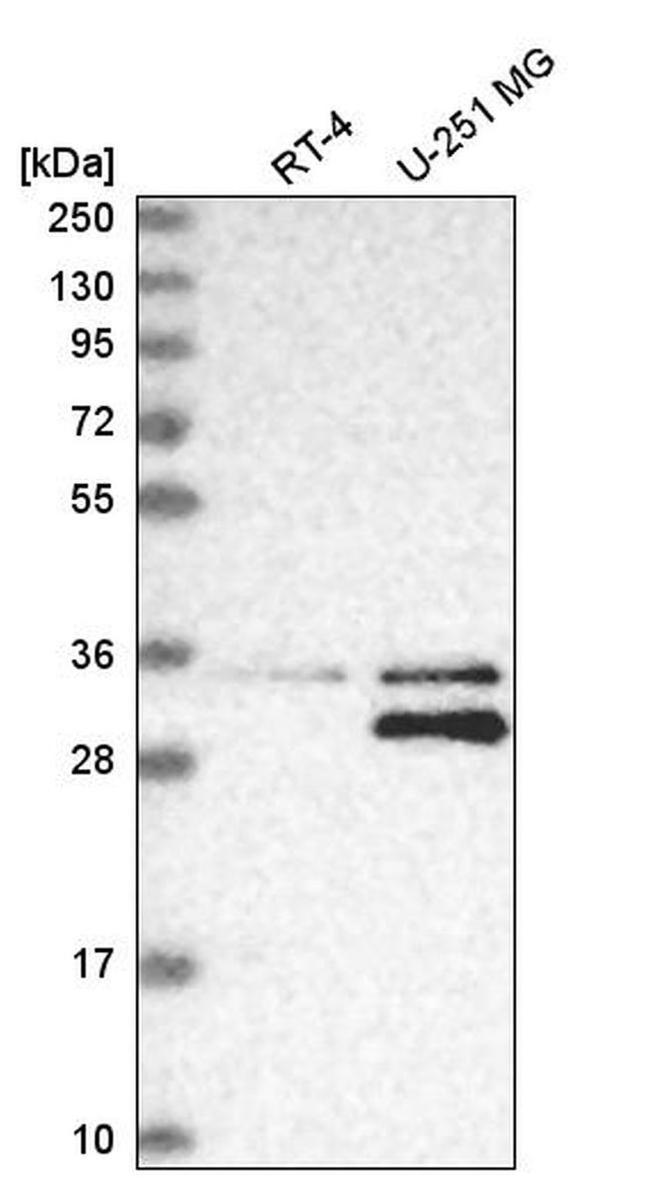 MTAP Antibody in Western Blot (WB)