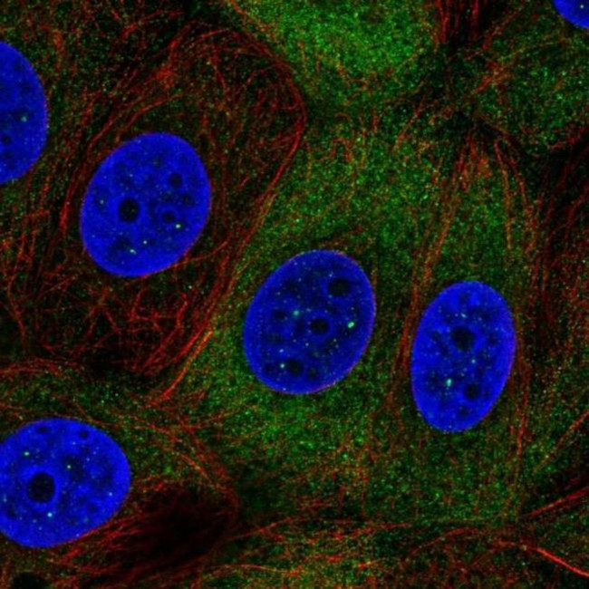 NUP210L Antibody in Immunocytochemistry (ICC/IF)