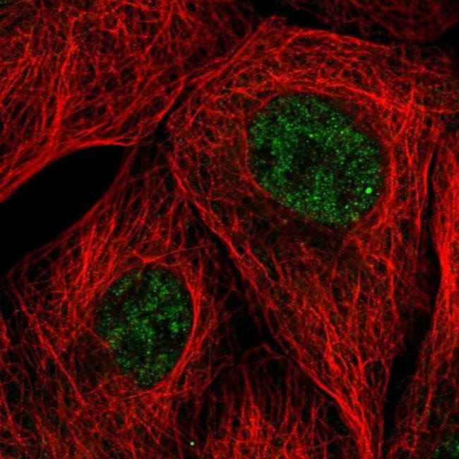 EMC7 Antibody in Immunocytochemistry (ICC/IF)