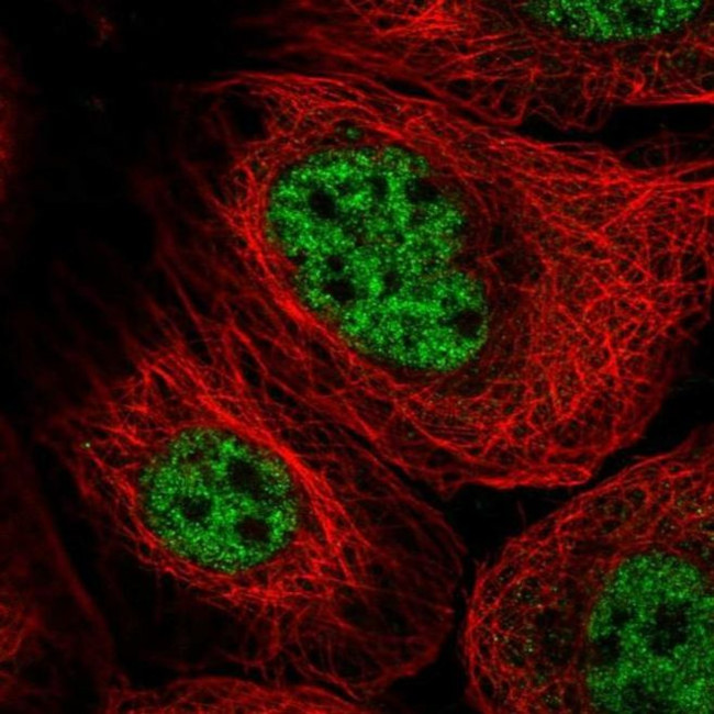 GINS3 Antibody in Immunocytochemistry (ICC/IF)