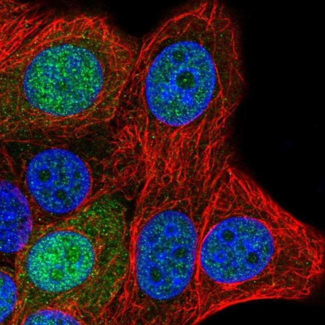 SAP30L Antibody in Immunocytochemistry (ICC/IF)