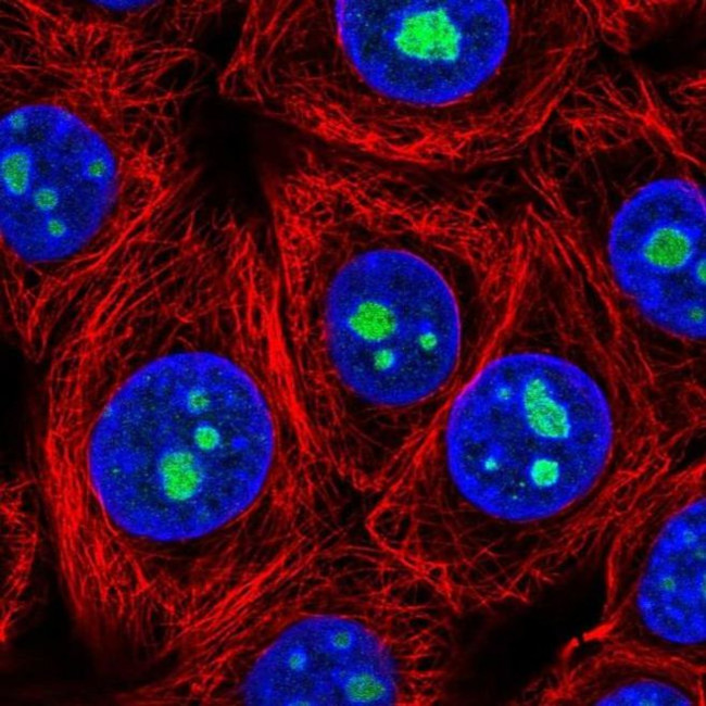 LLPH Antibody in Immunocytochemistry (ICC/IF)