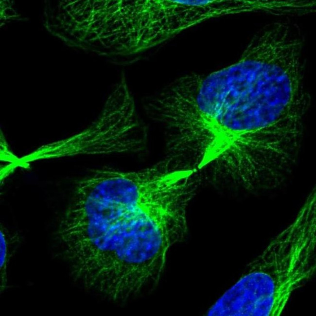 C21orf91 Antibody in Immunocytochemistry (ICC/IF)