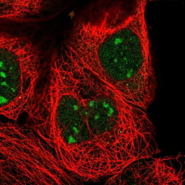 ZXDC Antibody in Immunocytochemistry (ICC/IF)