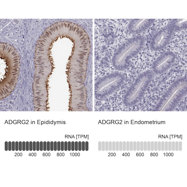 GPR64 Antibody