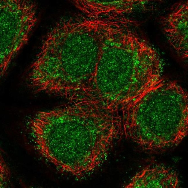 NPNT Antibody in Immunocytochemistry (ICC/IF)