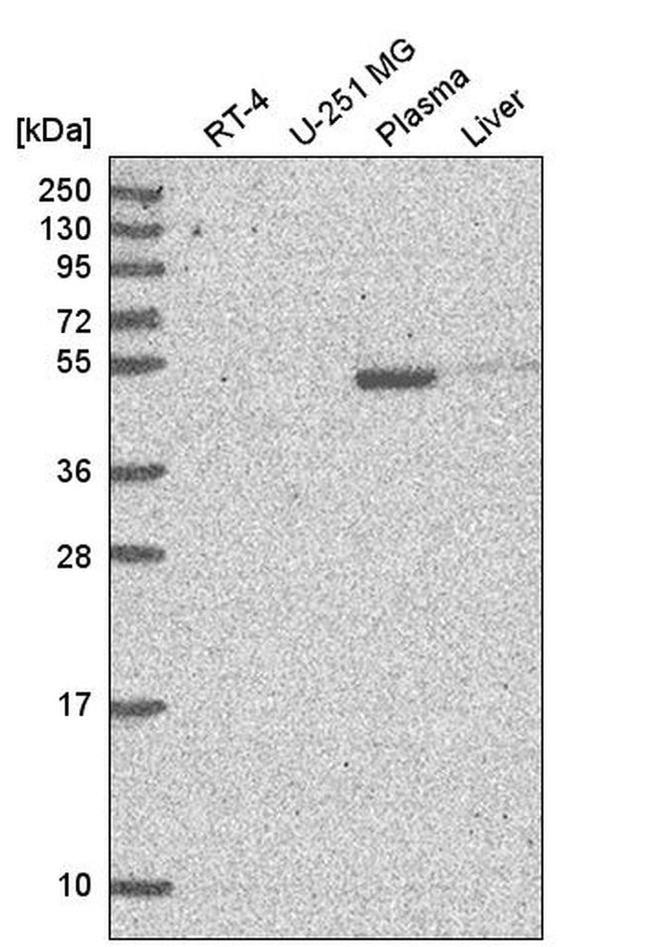 NPNT Antibody in Western Blot (WB)