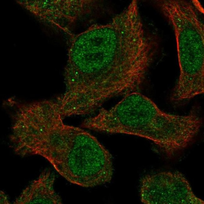 EGFL5 Antibody in Immunocytochemistry (ICC/IF)