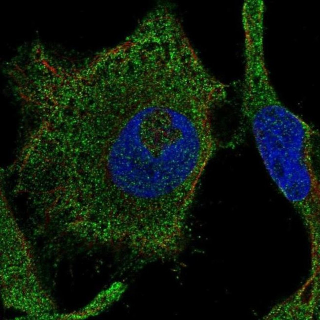 RAB42 Antibody in Immunocytochemistry (ICC/IF)